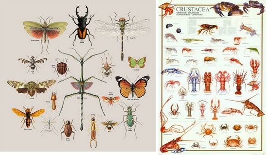Klasifikasi Invertebrata